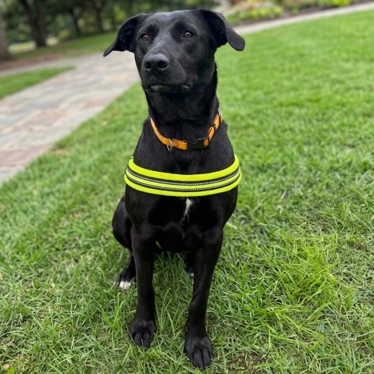 Enlarge Xena, a Adoptable Black Labrador Retriever in Mount Pleasant, TX image 3/6