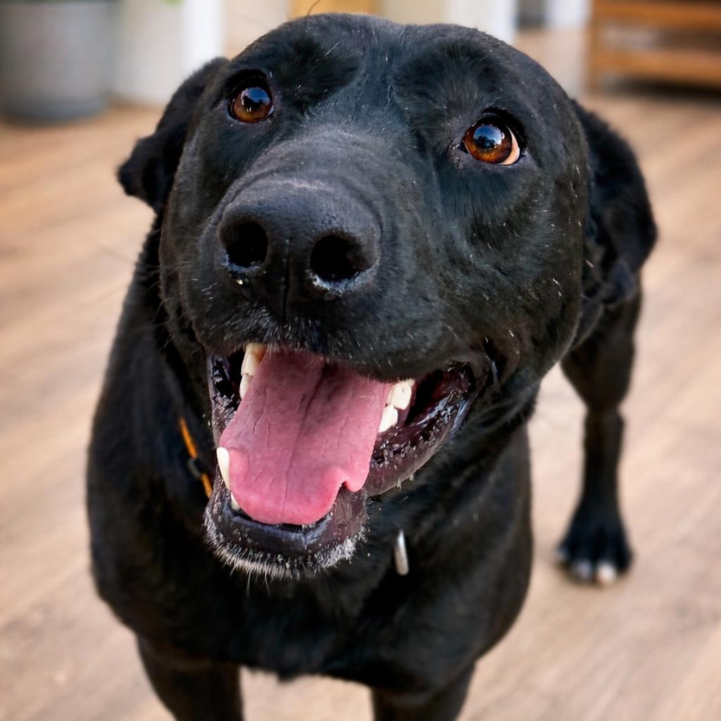 Enlarge Xena, a Adoptable Black Labrador Retriever in Mount Pleasant, TX image 5/6