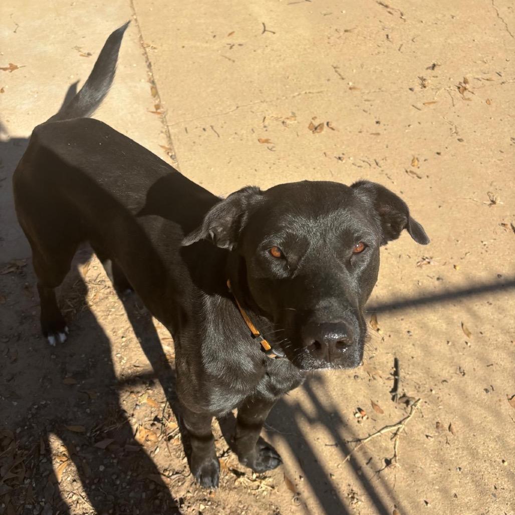 Enlarge Xena aka Rachel, a Adoptable Black Labrador Retriever in Mount Pleasant, TX image 5/6