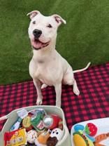 Storm, ADOPTABLE, Adult Female Mixed Breed.