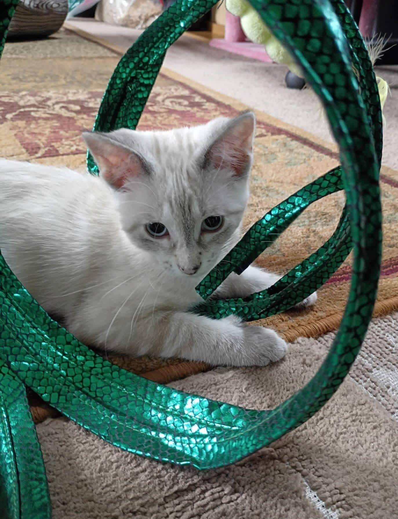 Thumbolina, adopted, Kitten Female Siamese.