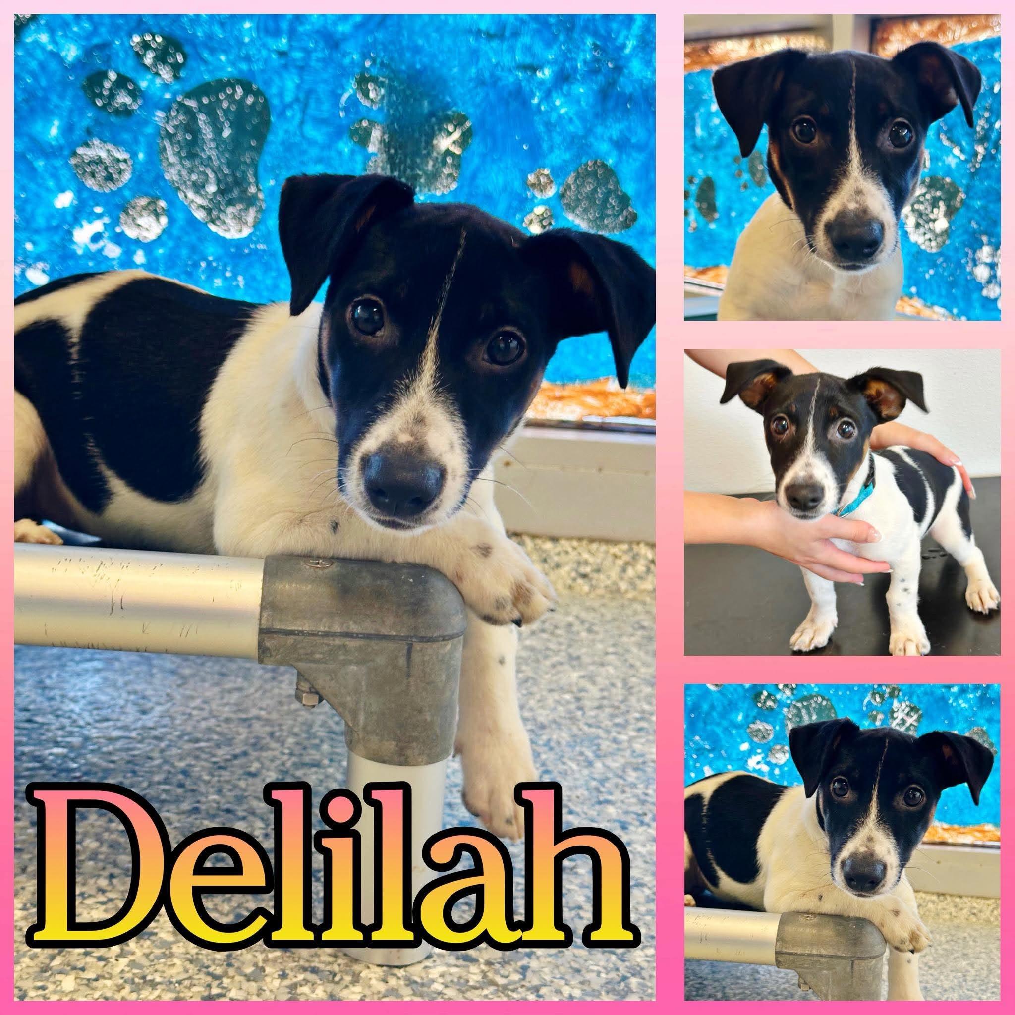 Delilah, Adopted, Puppy Female Jack Russell Terrier.