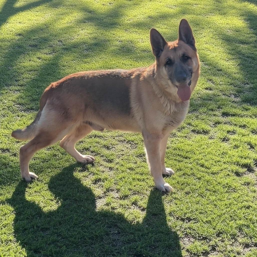 Enlarge Axel (26-032), a Adoptable German Shepherd Dog in New Ringgold, PA image 1/6