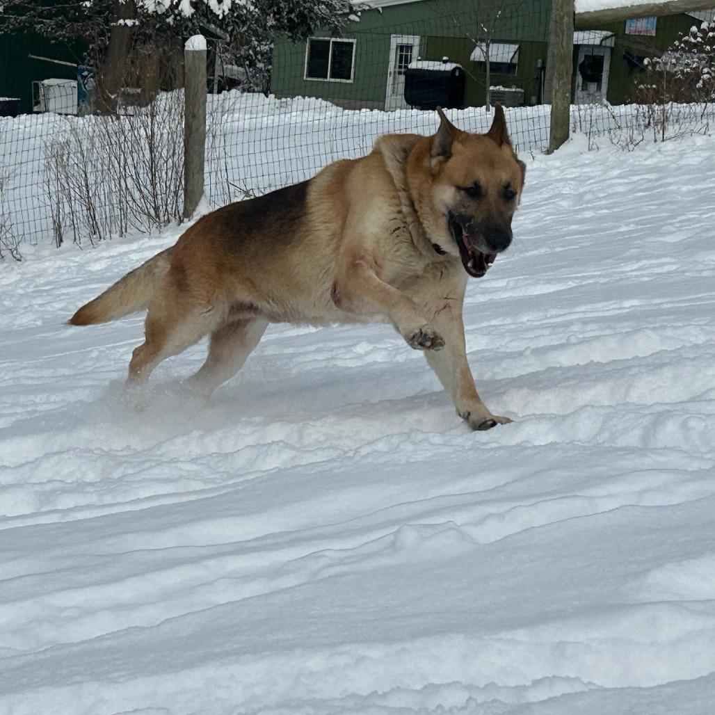 Enlarge Axel (26-032), a Adoptable German Shepherd Dog in New Ringgold, PA image 2/6