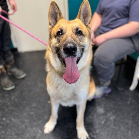 Enlarge Axel (26-032), a Adoptable German Shepherd Dog in New Ringgold, PA image 3/6