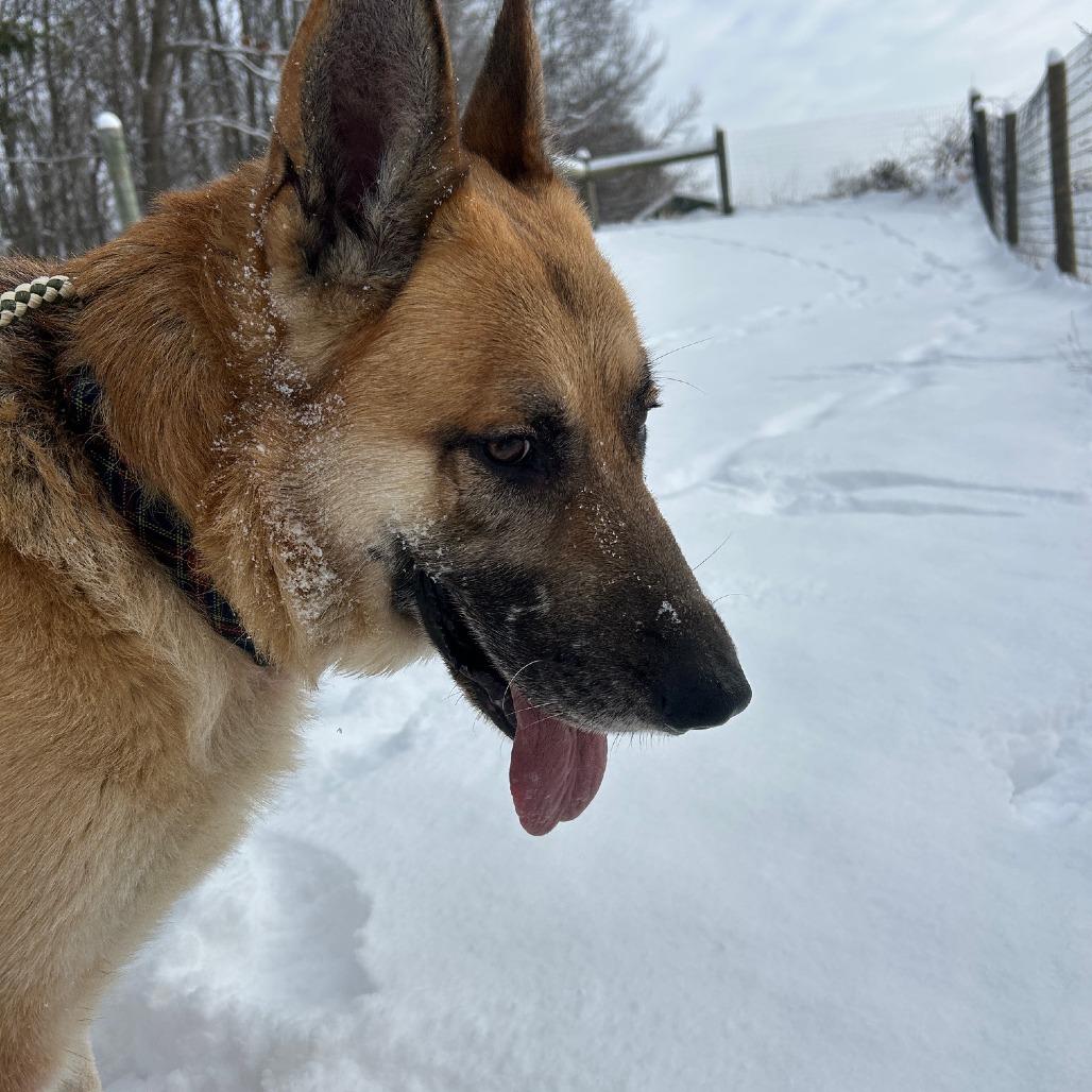 Enlarge Axel (26-032), a Adoptable German Shepherd Dog in New Ringgold, PA image 4/6