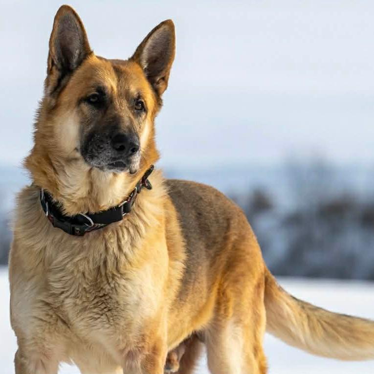 Enlarge Axel (26-032), a Adoptable German Shepherd Dog in New Ringgold, PA image 5/6