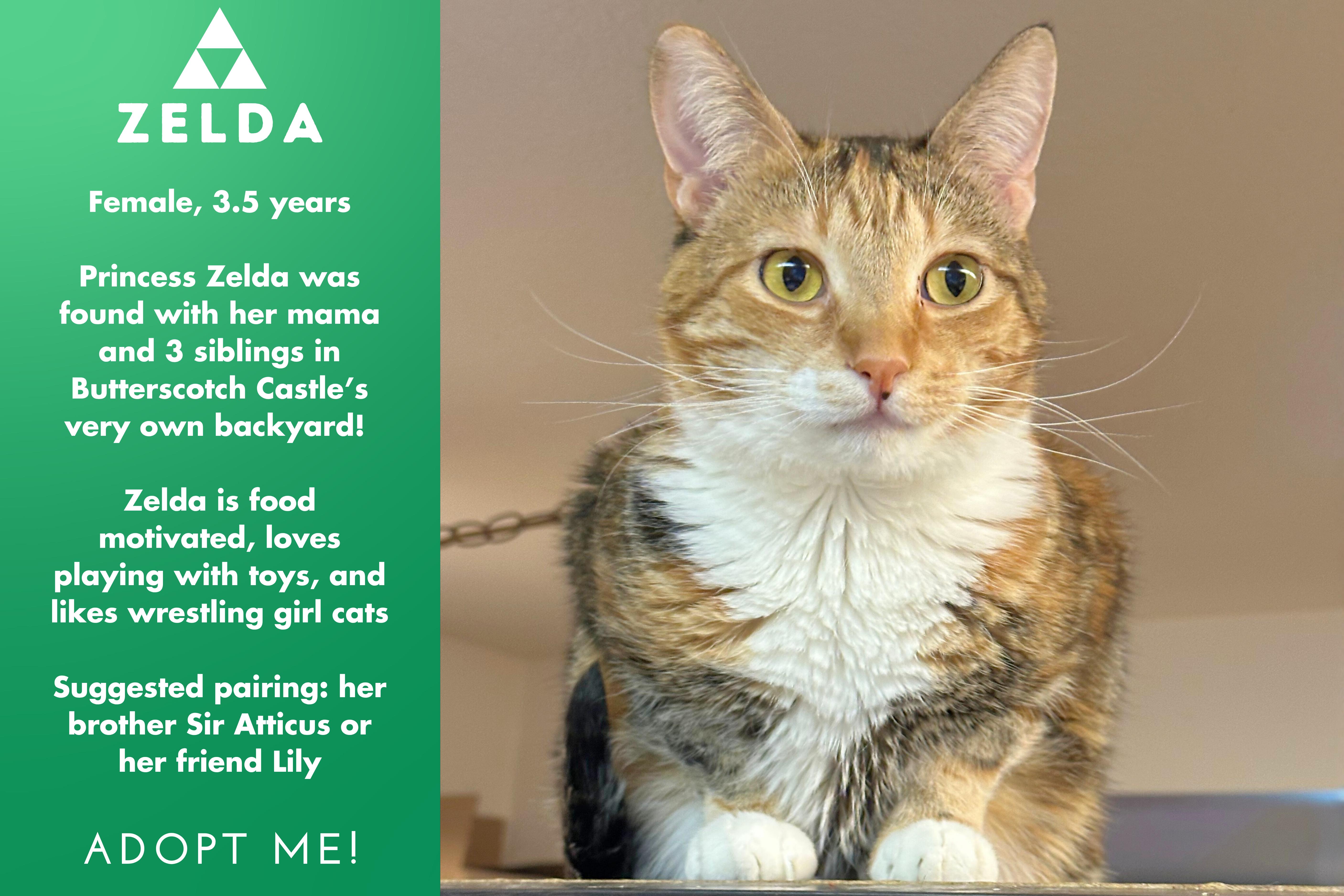 Enlarge Princess Zelda, a ADOPTABLE mixed breed in Sherman Oaks, CA image 3/5