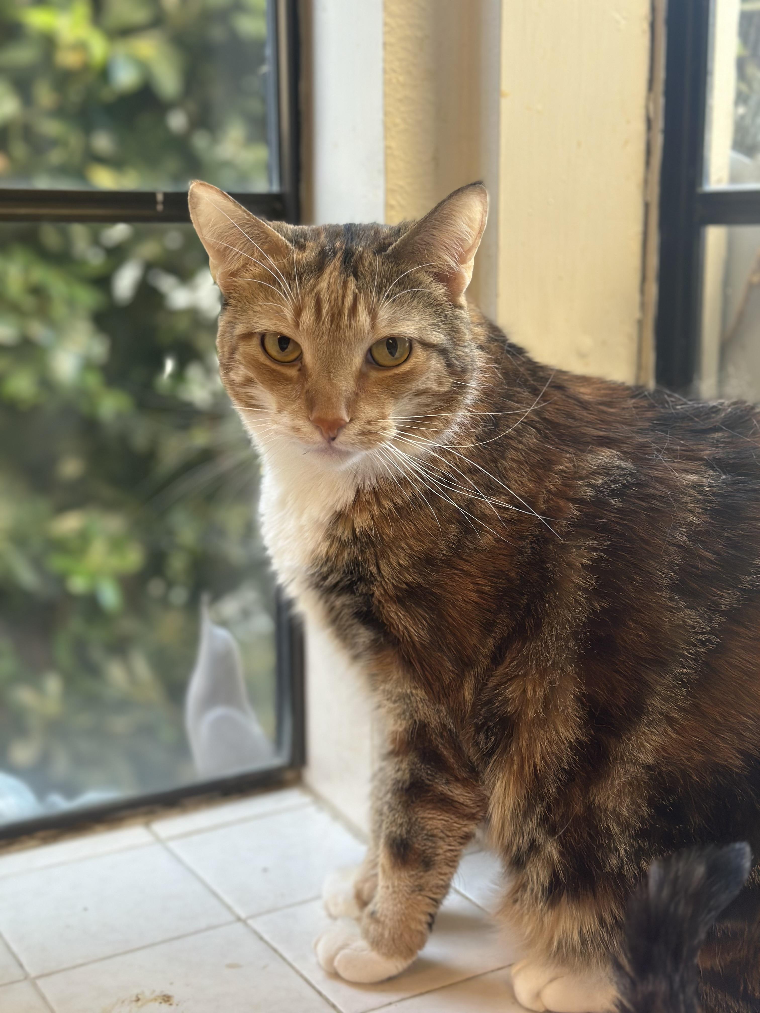 Enlarge Princess Zelda, a ADOPTABLE mixed breed in Sherman Oaks, CA image 1/5