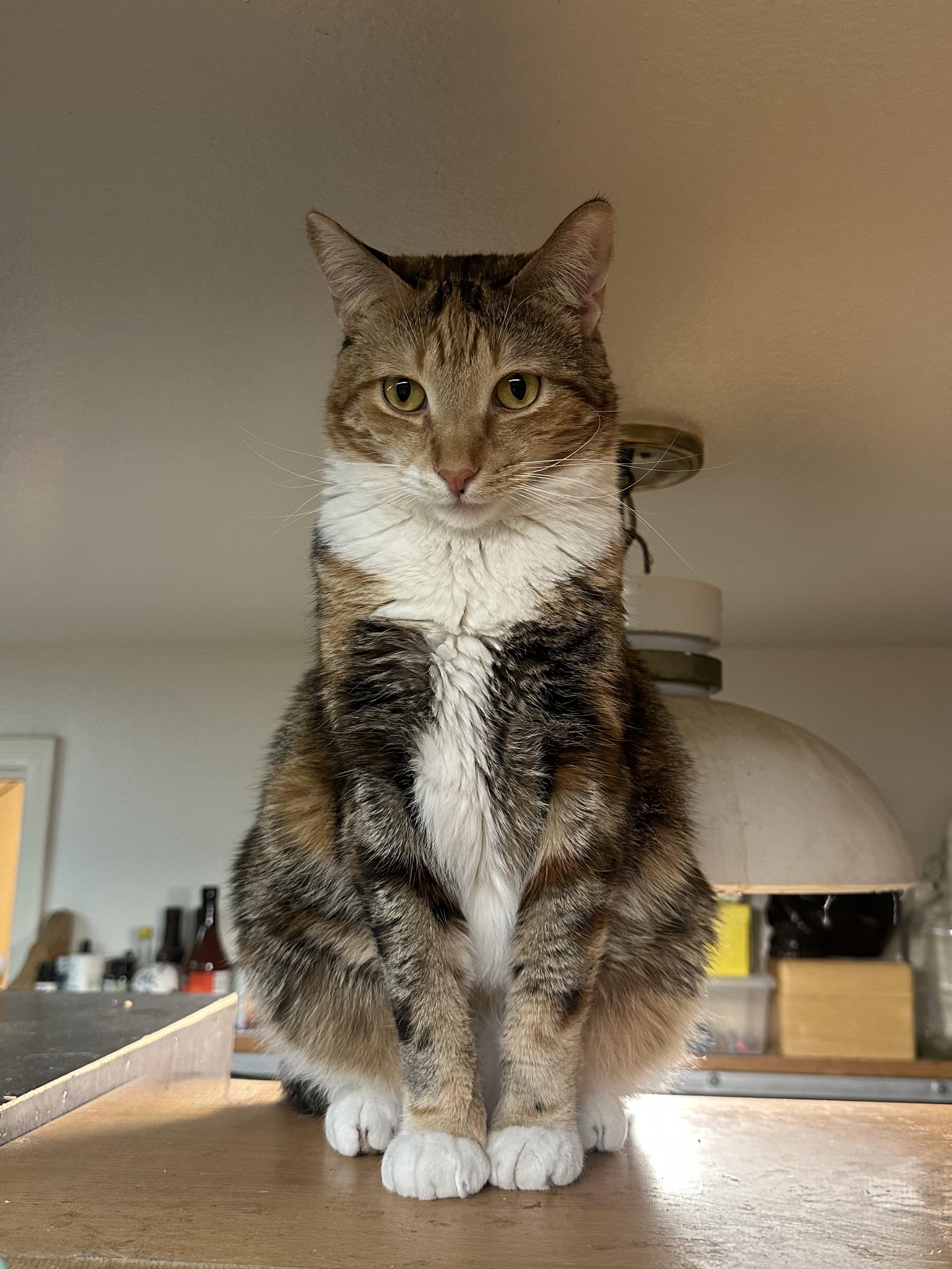 Enlarge Princess Zelda, a ADOPTABLE mixed breed in Sherman Oaks, CA image 4/5