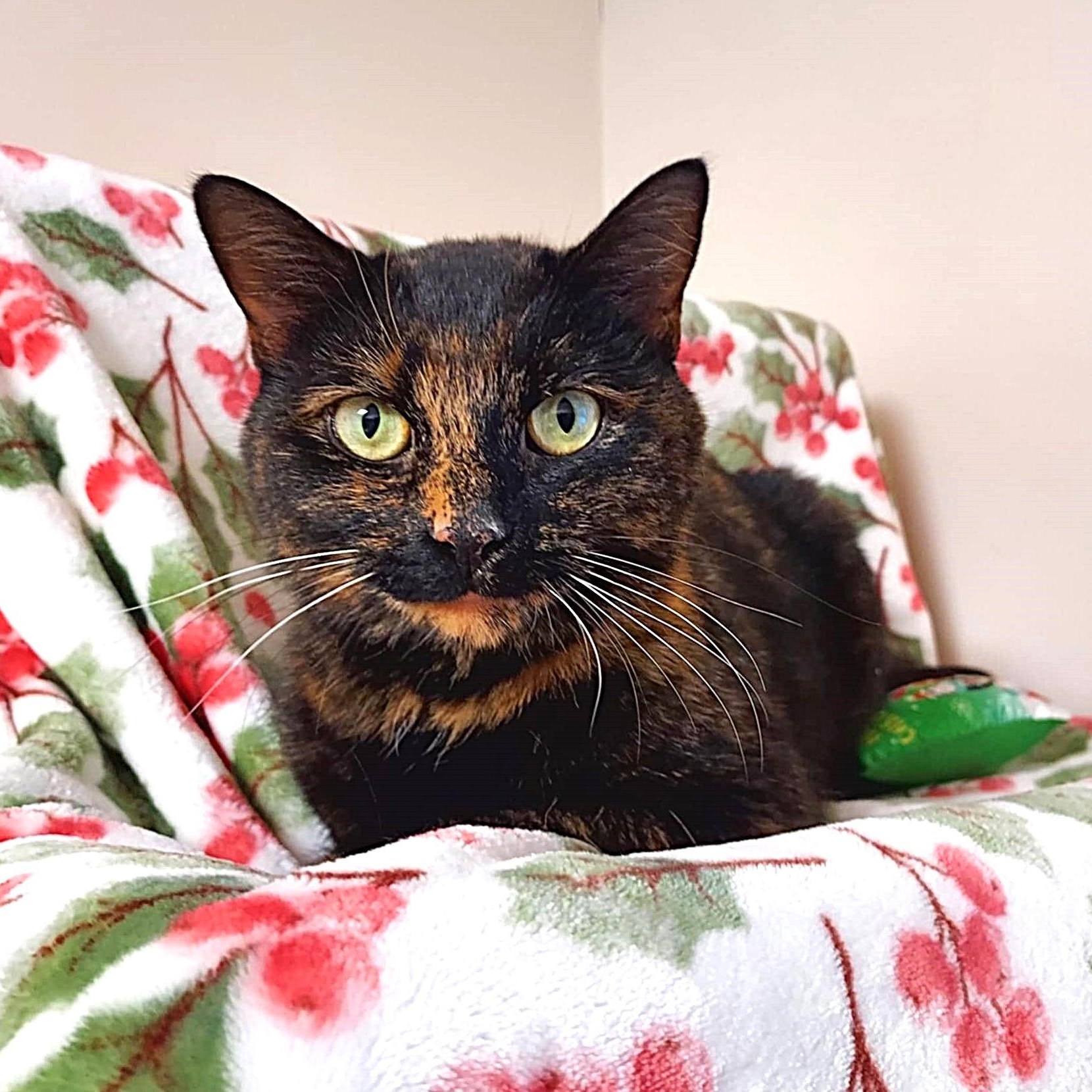 Nutmeg, a ADOPTABLE mixed breed image 1/5