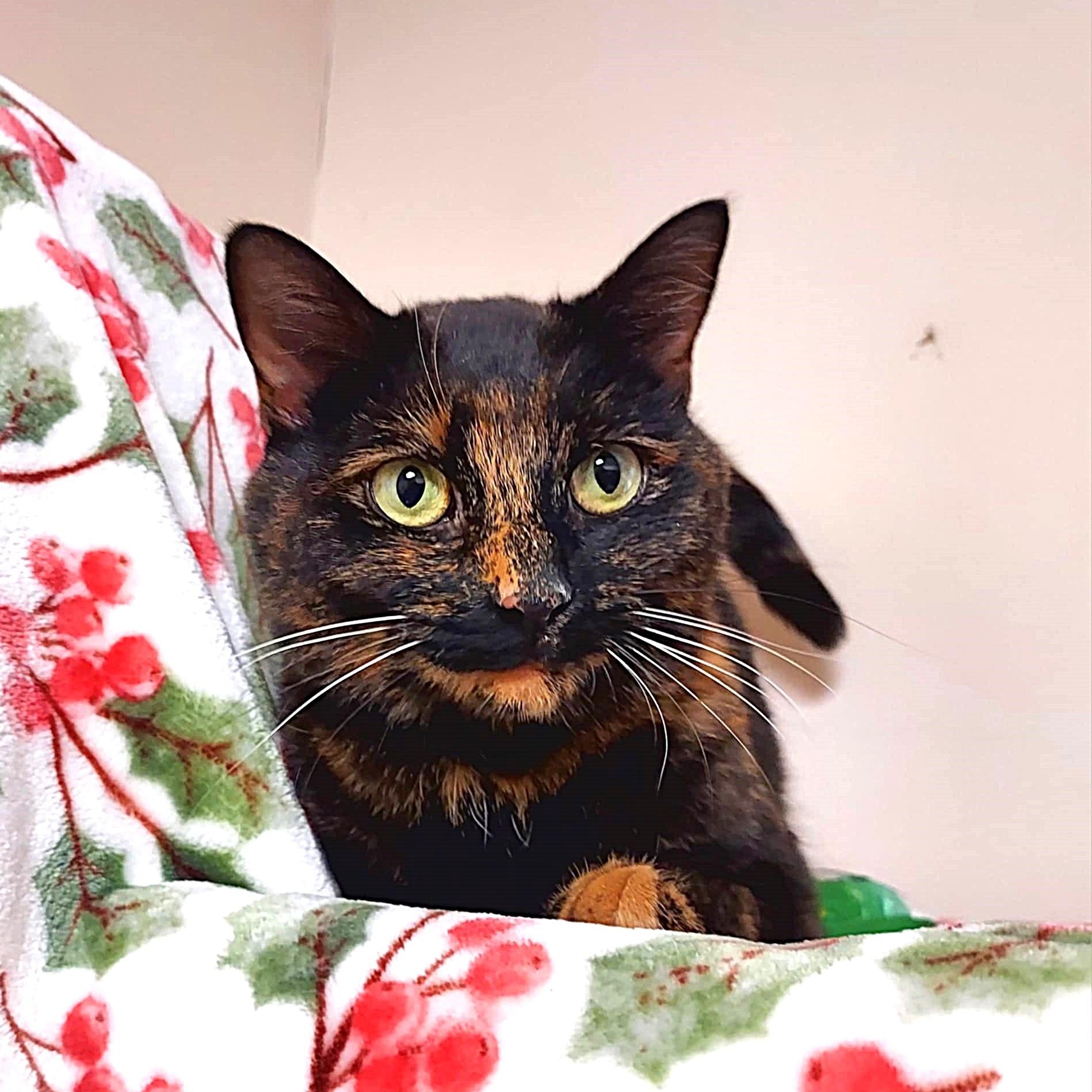 Nutmeg, a ADOPTABLE mixed breed image 2/5