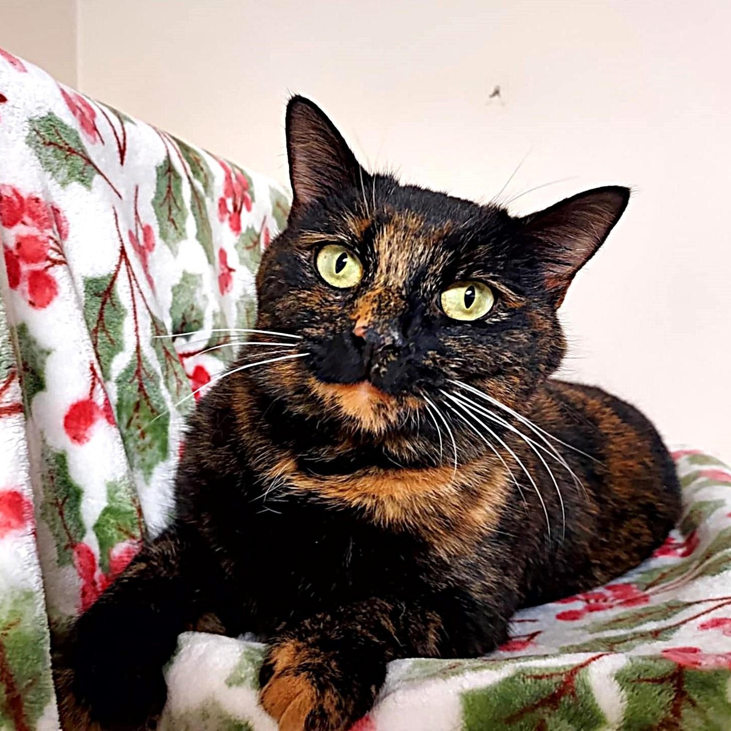 Nutmeg, a ADOPTABLE mixed breed image 3/5