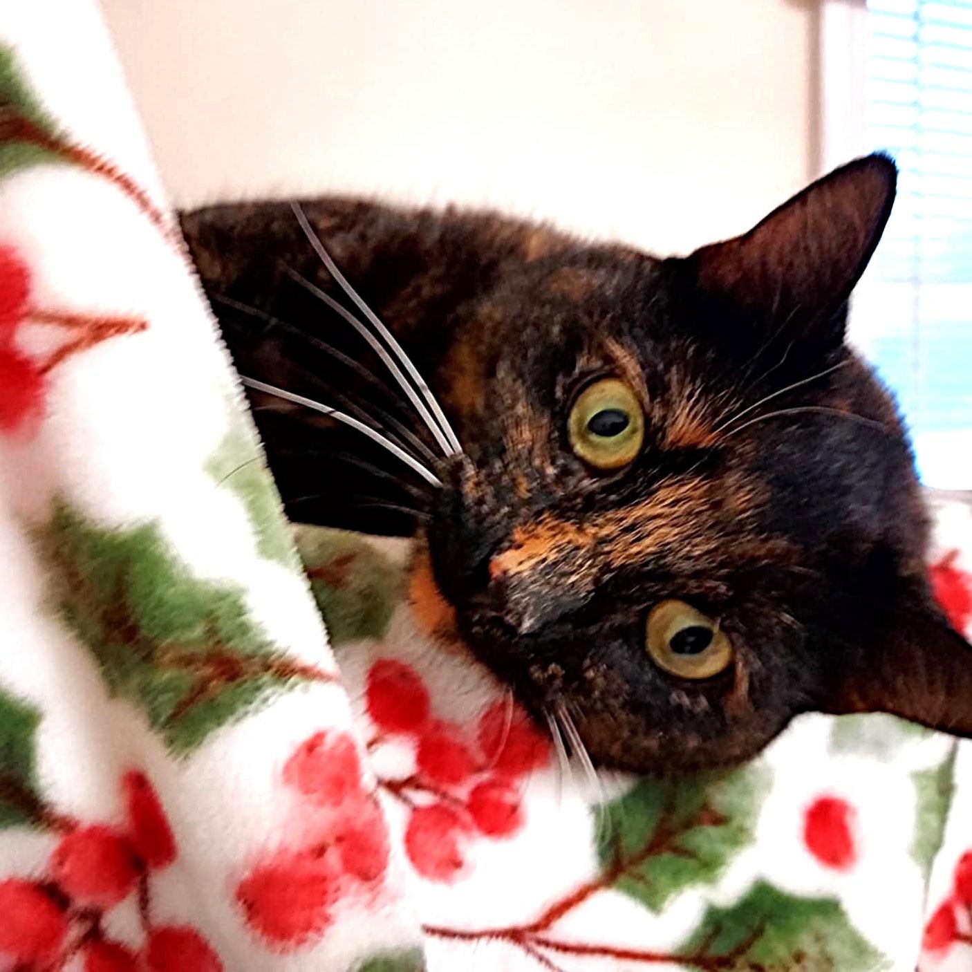 Nutmeg, a ADOPTABLE mixed breed image 4/5