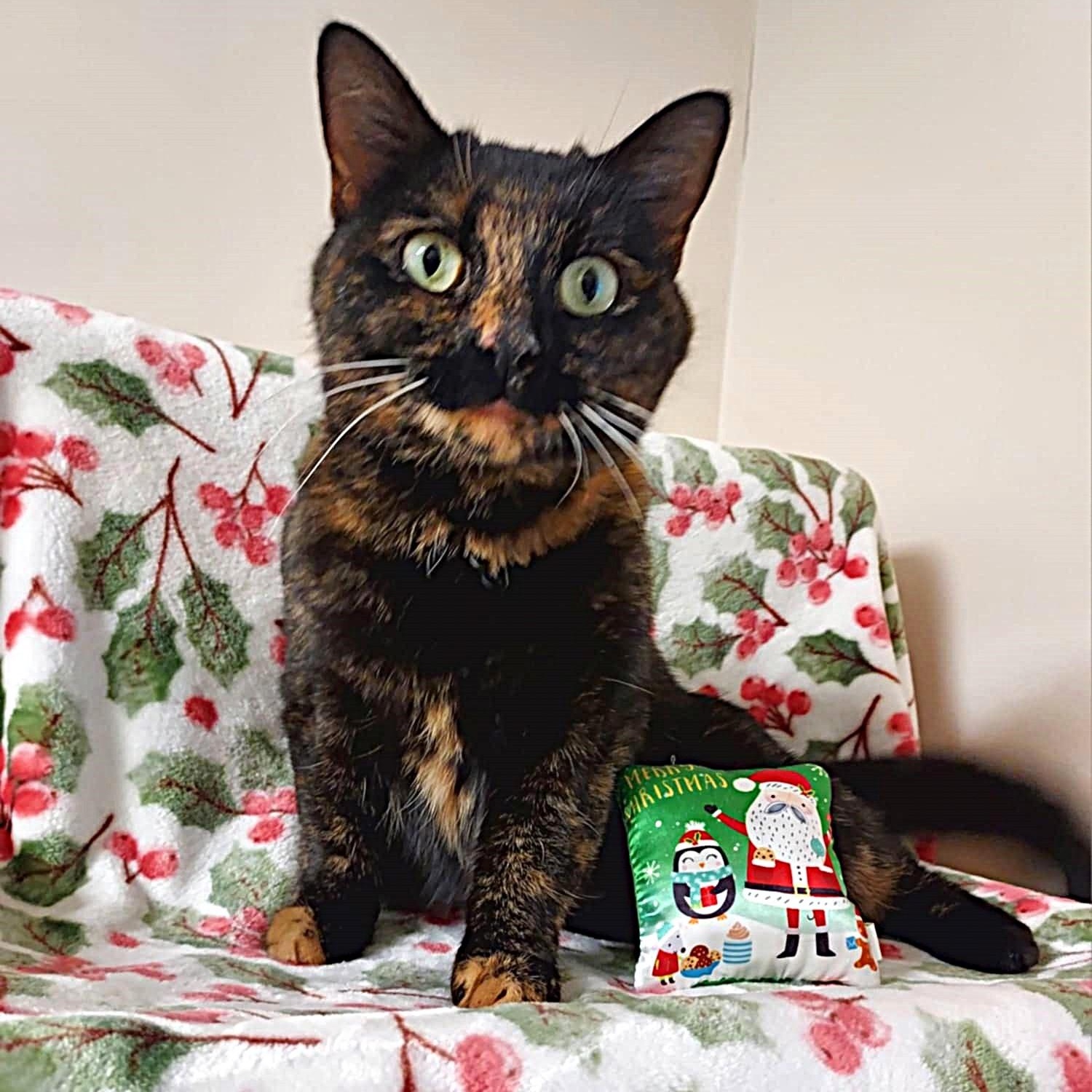 Nutmeg, a ADOPTABLE mixed breed image 5/5