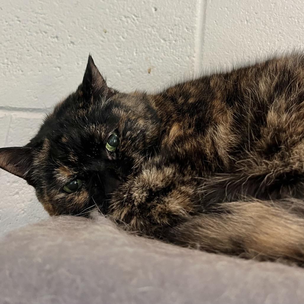 Hazel, Adoptable, Adult Female Domestic Short Hair.