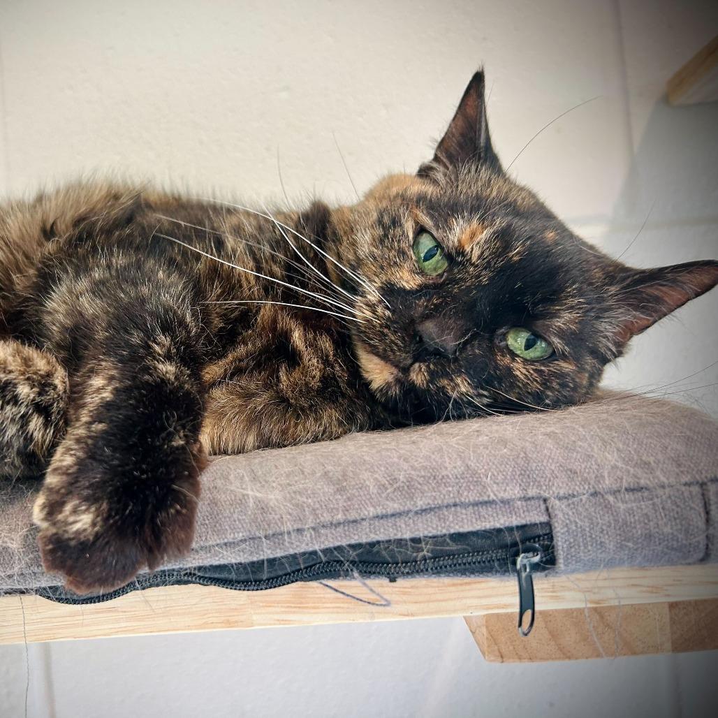 Enlarge Hazel, a Adoptable Domestic Short Hair in Englewood, FL image 2/6