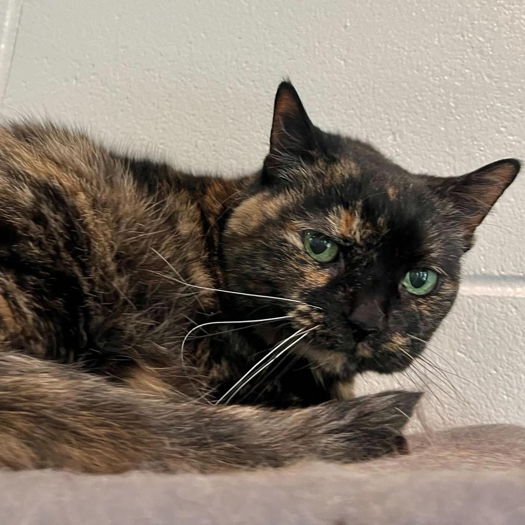 Enlarge Hazel, a Adoptable Domestic Short Hair in Englewood, FL image 1/6