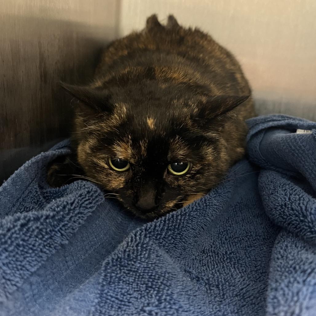 Hazel, Adoptable, Adult Female Domestic Short Hair.