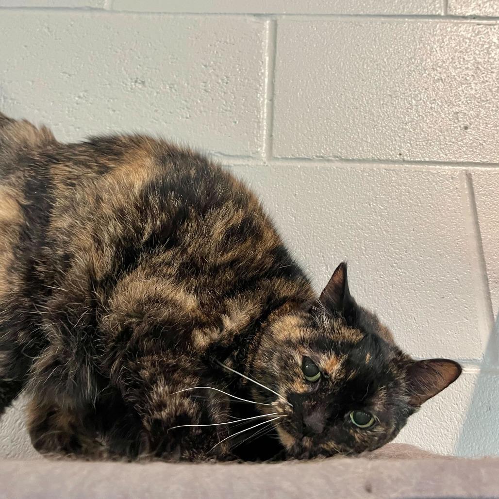 Enlarge Hazel, a Adoptable Domestic Short Hair in Englewood, FL image 4/6