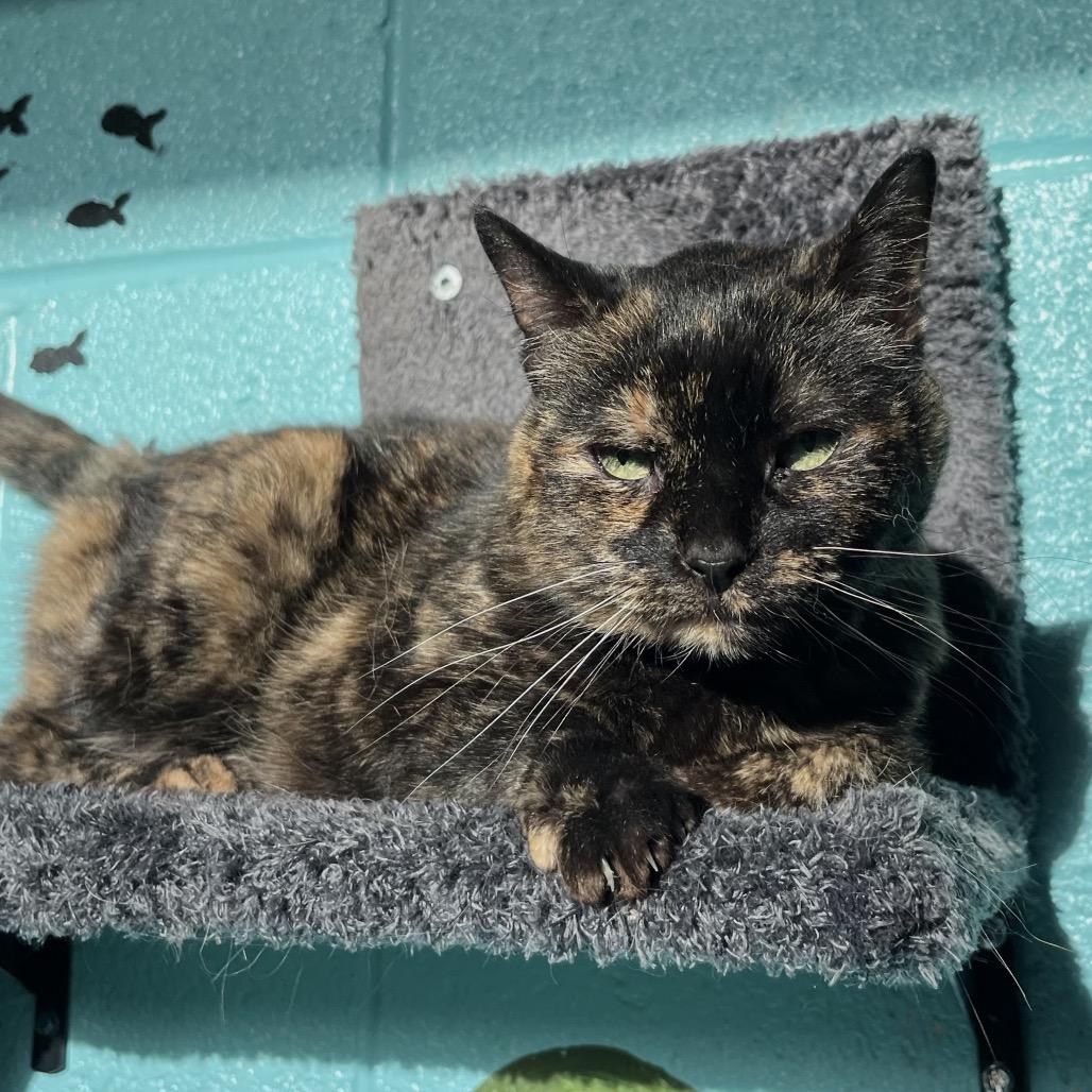 Enlarge Hazel, a Adoptable Domestic Short Hair in Englewood, FL image 5/6