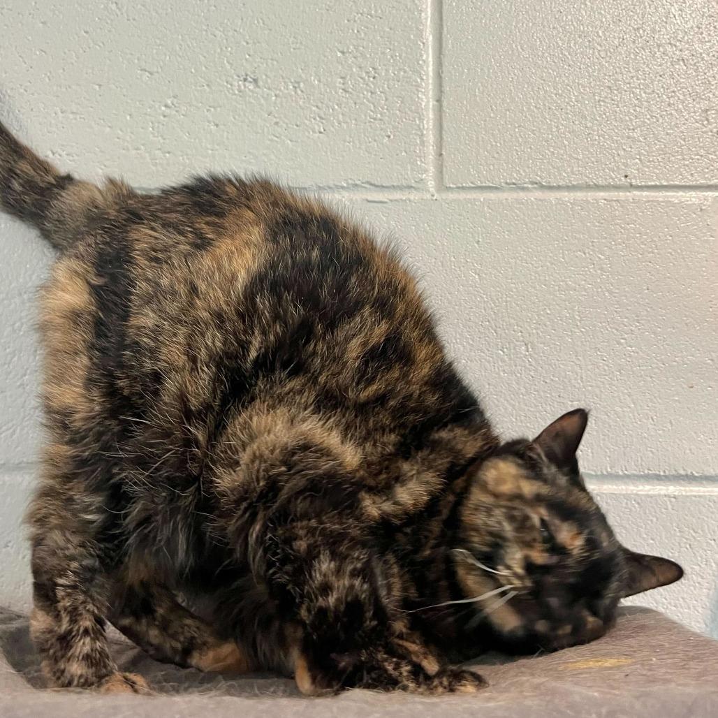 Enlarge Hazel, a Adoptable Domestic Short Hair in Englewood, FL image 6/6