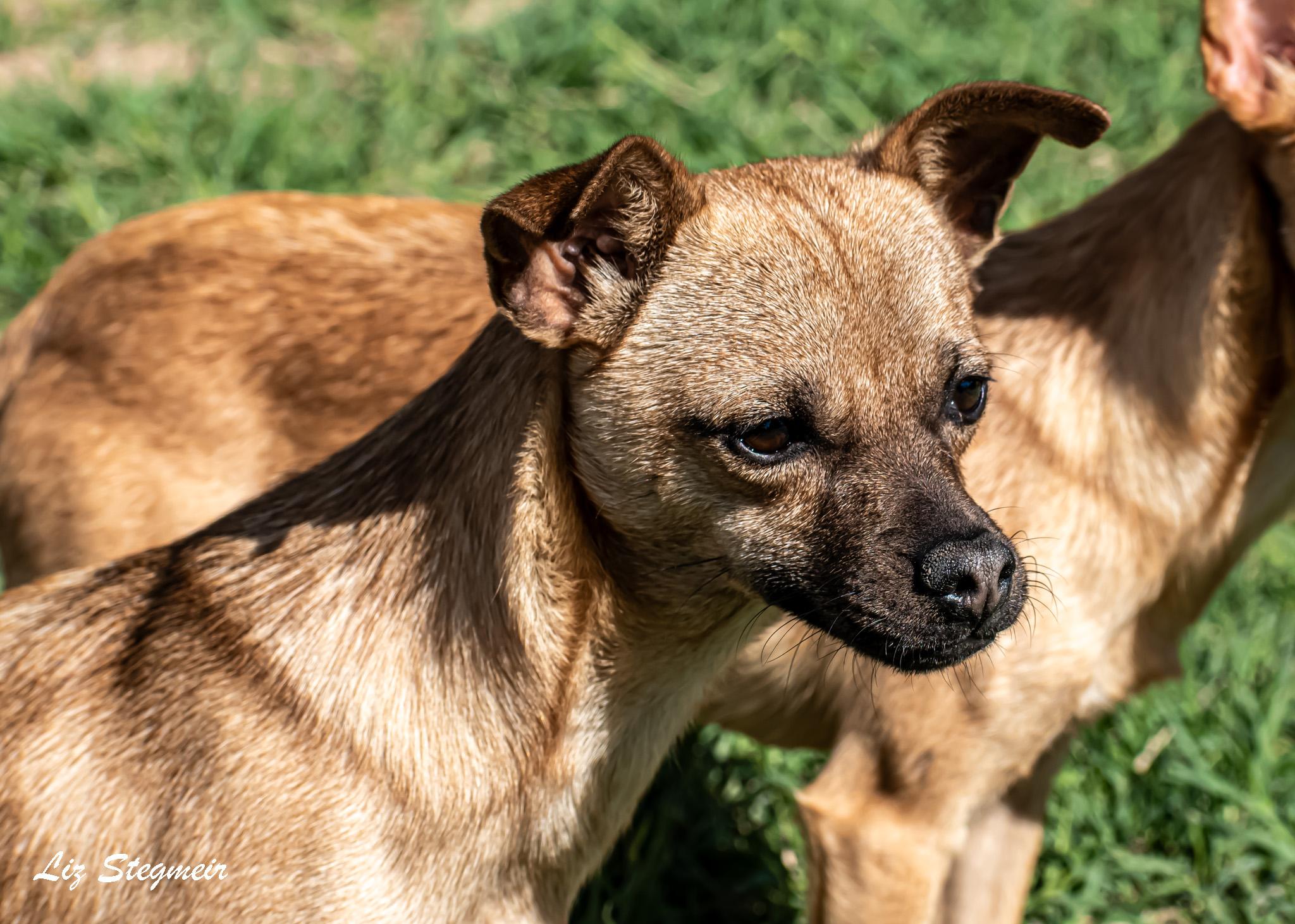 Ziggy, a Adoptable mixed breed in Mayer, AZ image 1/2