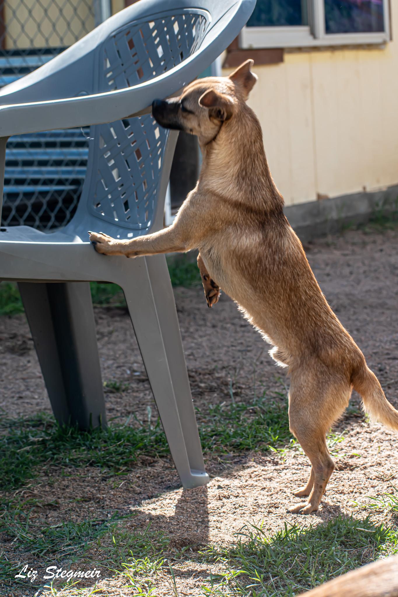 Ziggy, a Adoptable mixed breed in Mayer, AZ image 2/2