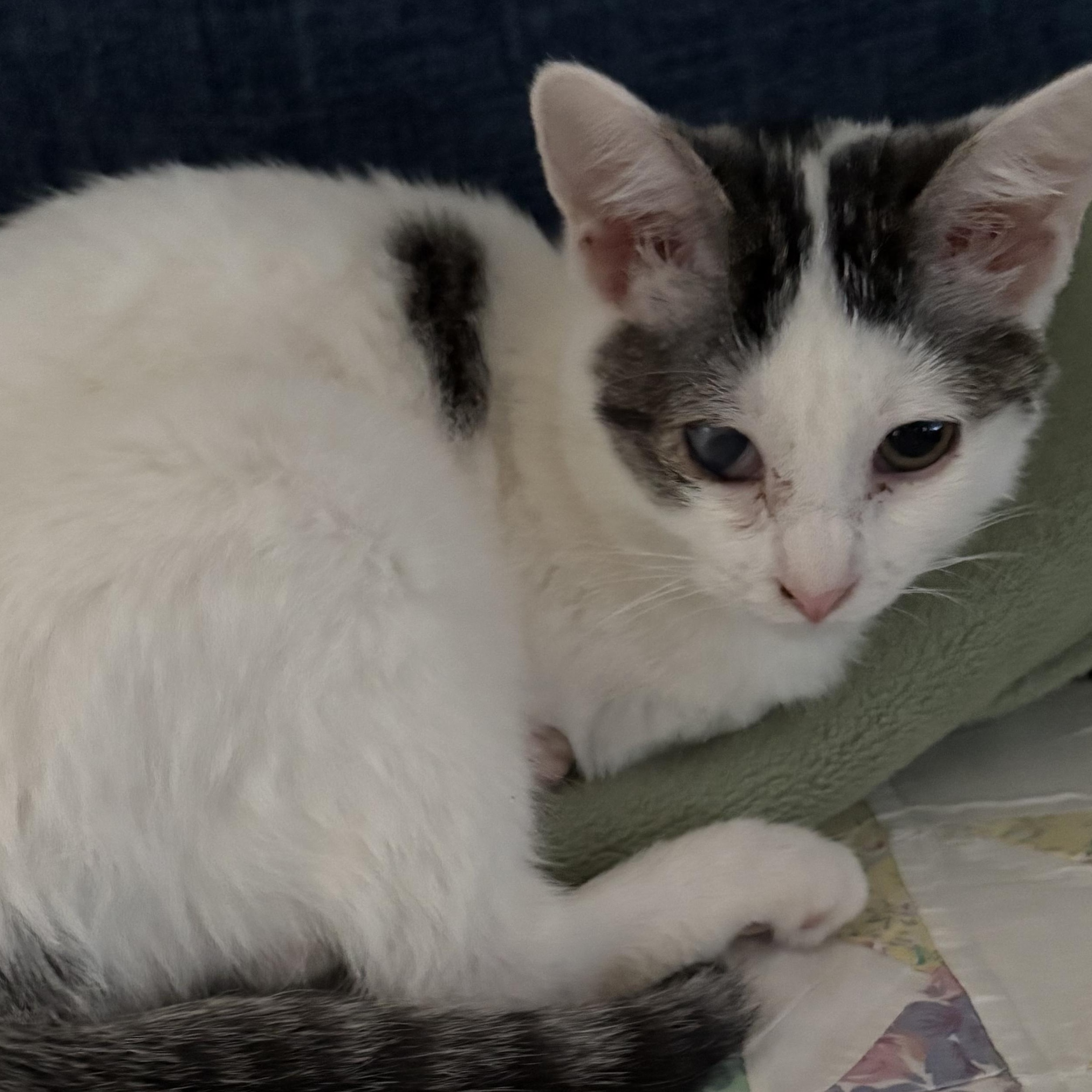 Enlarge Mercy, a Adoptable Domestic Short Hair in Highland, IN image 1/1