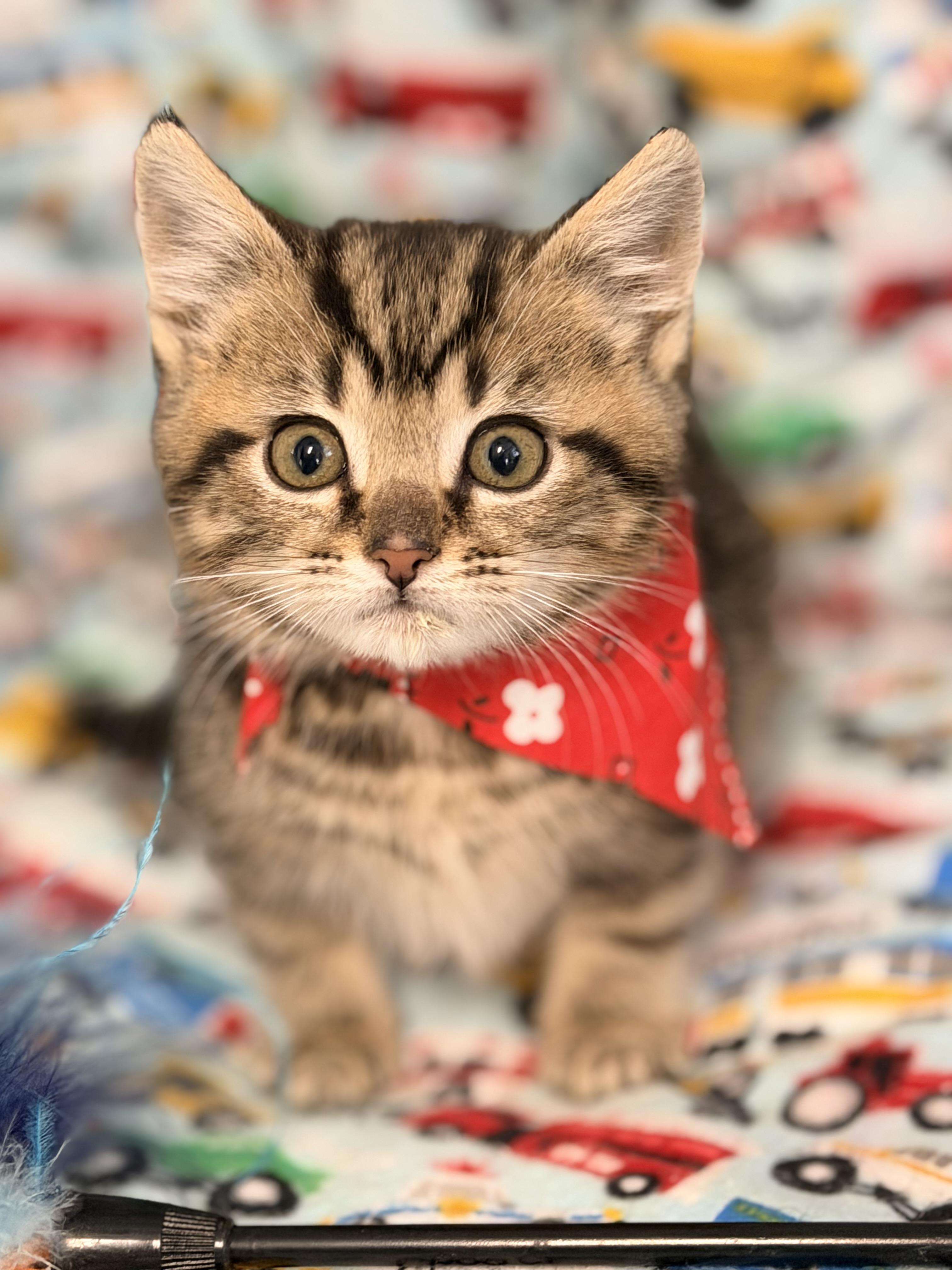 Enlarge Tarzan, an adopted mixed breed in Pittsburgh, PA image 1/5