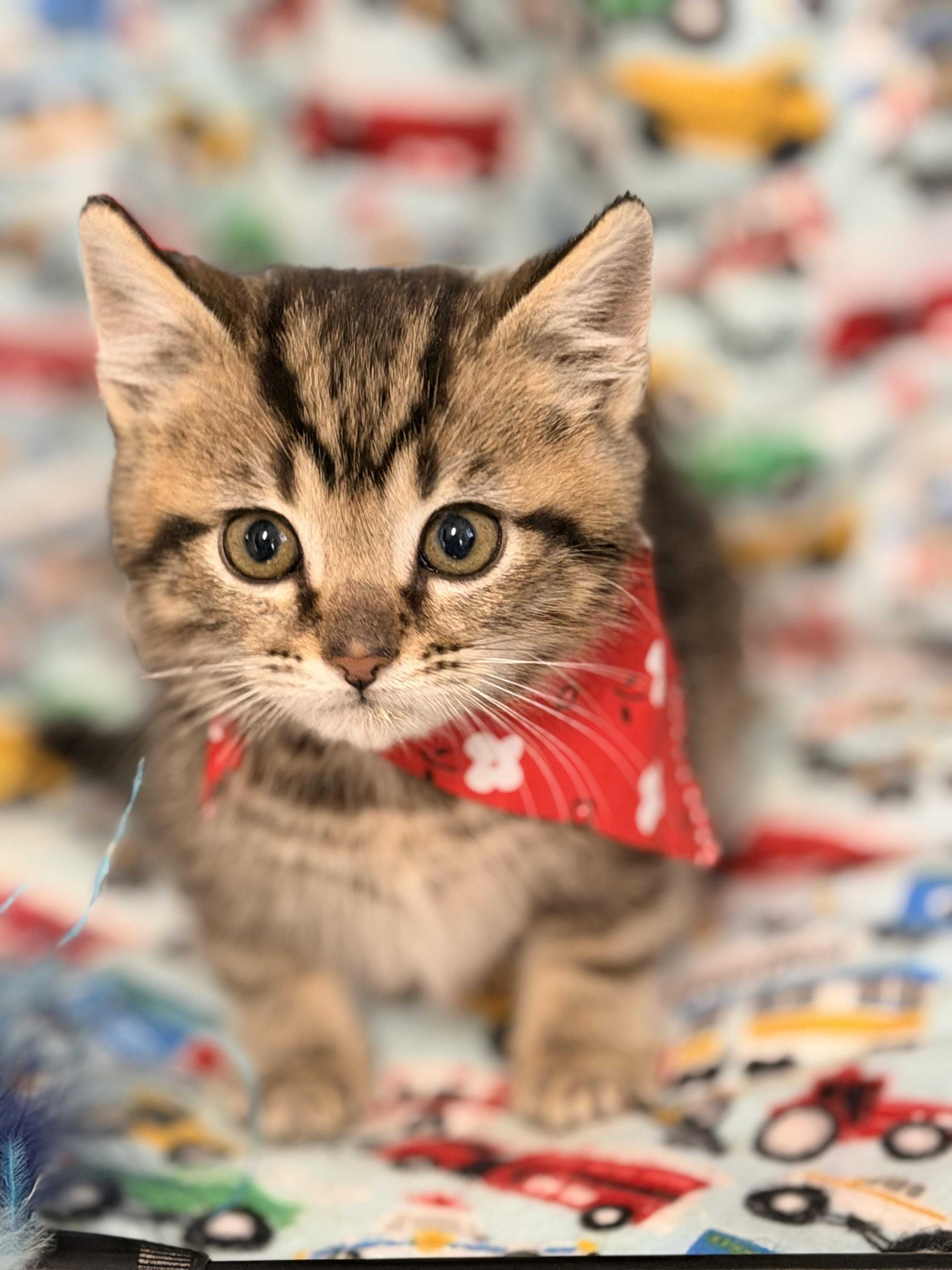 Enlarge Tarzan, an adopted mixed breed in Pittsburgh, PA image 2/5