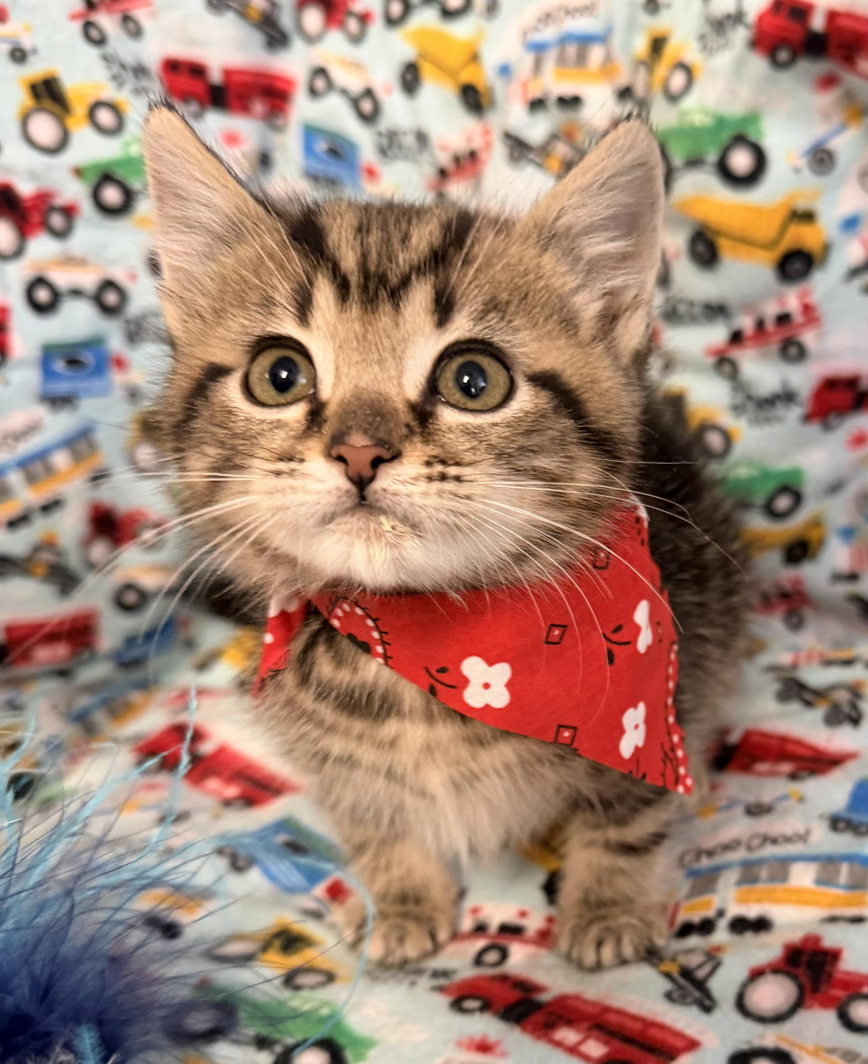 Enlarge Tarzan, an adopted mixed breed in Pittsburgh, PA image 3/5