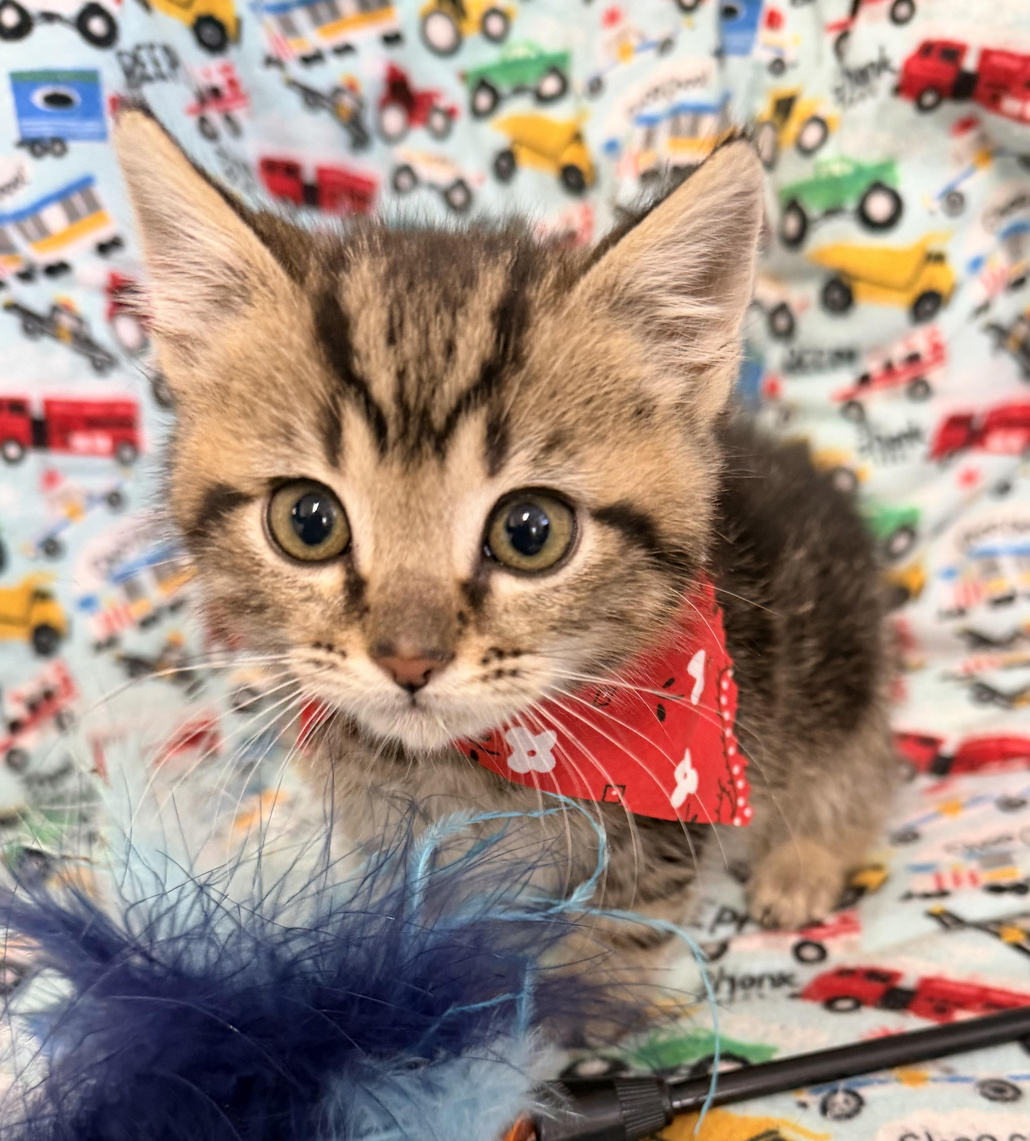 Enlarge Tarzan, an adopted mixed breed in Pittsburgh, PA image 4/5