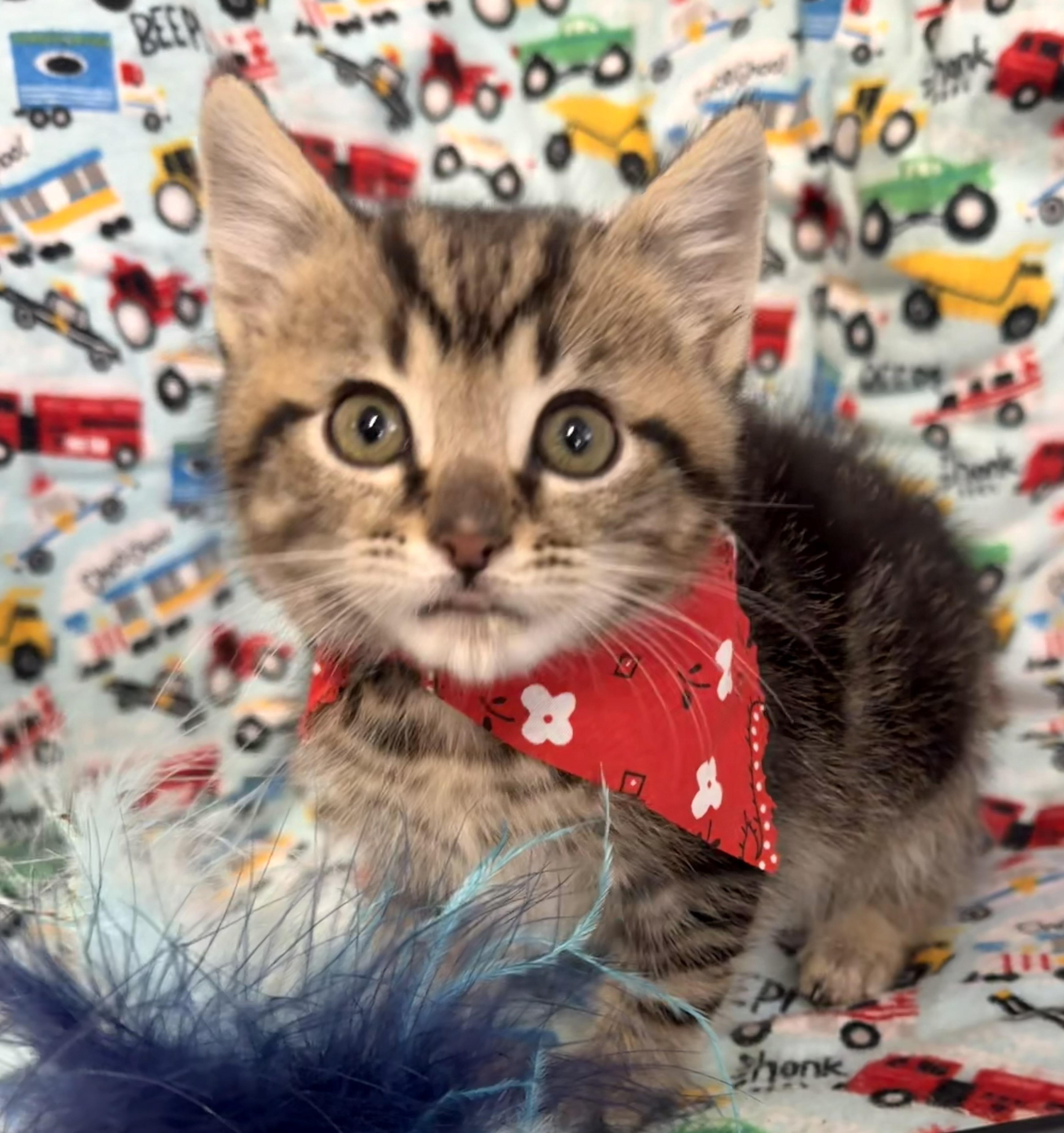 Enlarge Tarzan, an adopted mixed breed in Pittsburgh, PA image 5/5