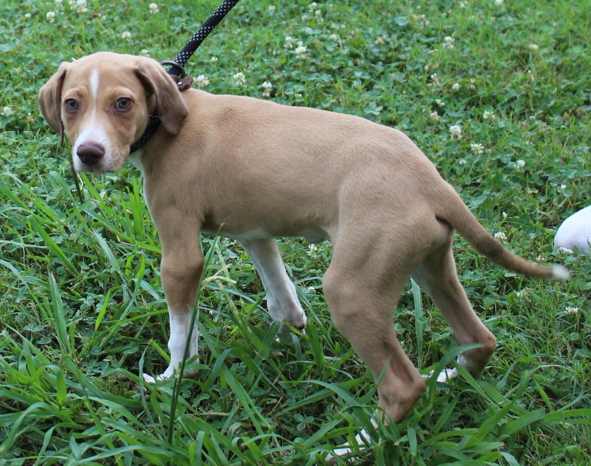 TUCKER, ADOPTABLE, Puppy Male English Pointer.