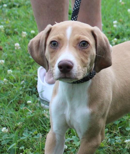 TUCKER, a ADOPTABLE mixed breed in Claremore, OK image 2/2
