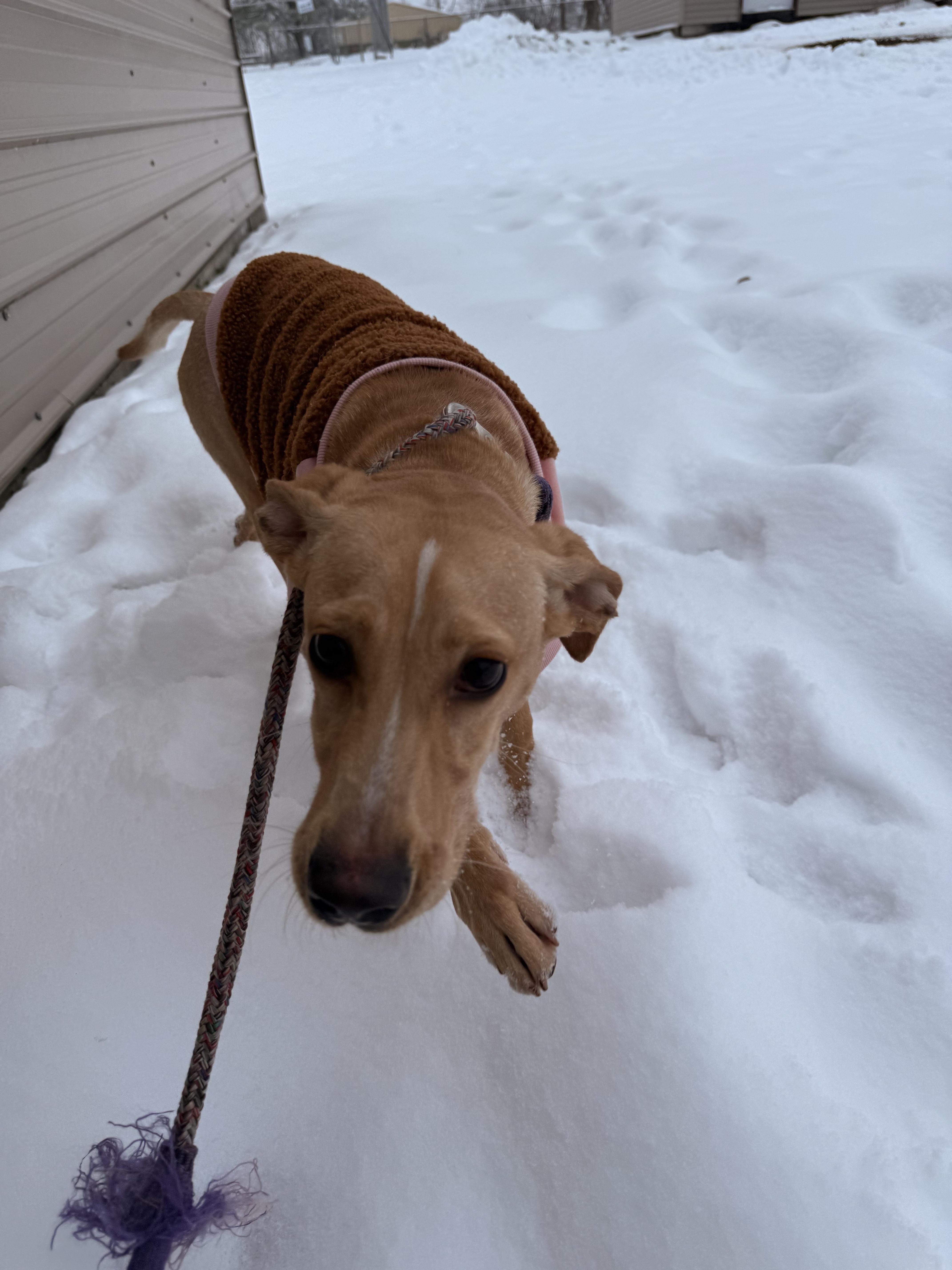 Hunt , a ADOPTABLE Hound in Fort Madison, IA image 1/5