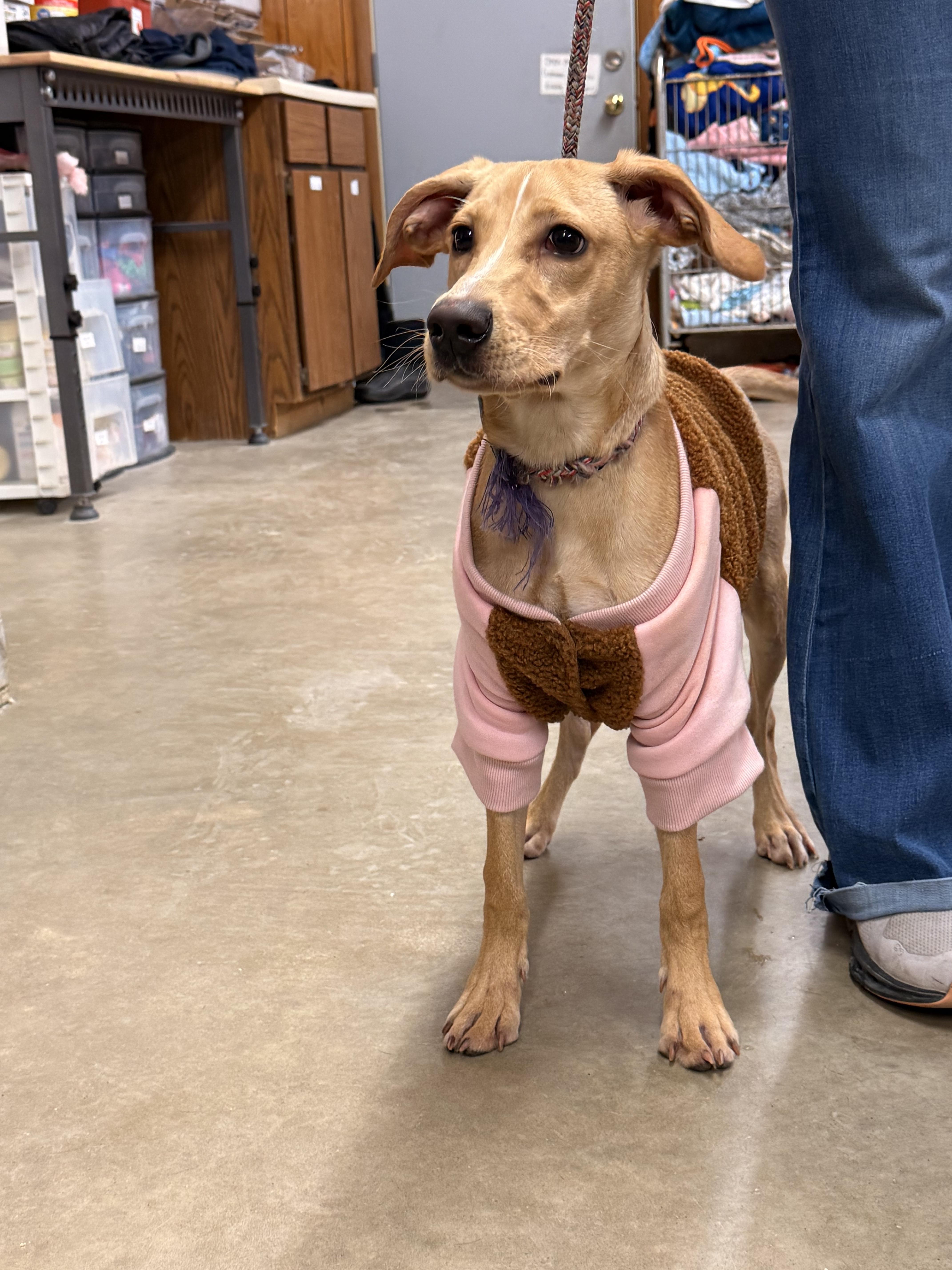 Hunt , a ADOPTABLE Hound in Fort Madison, IA image 2/5