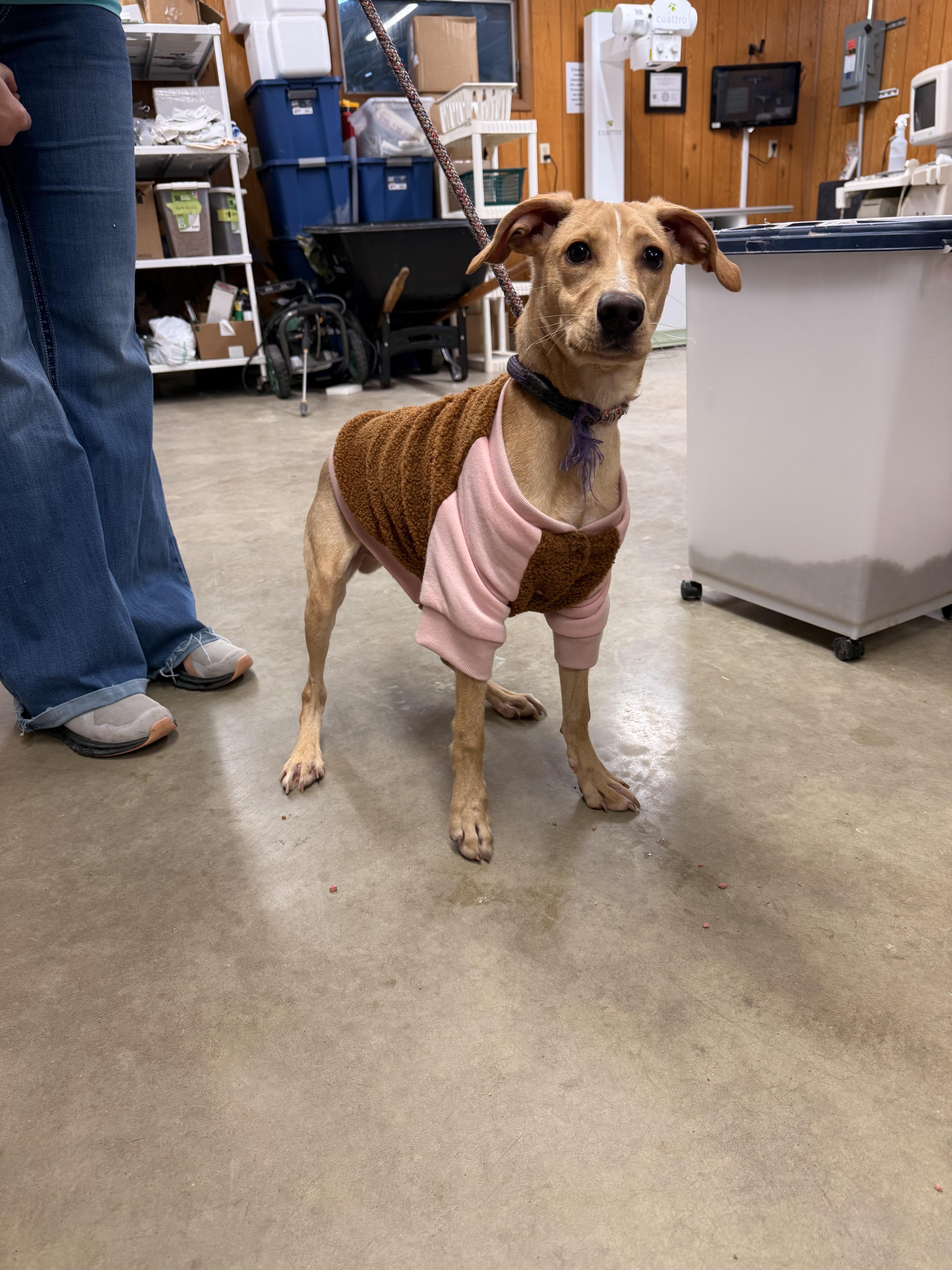 Hunt , a ADOPTABLE Hound in Fort Madison, IA image 3/5