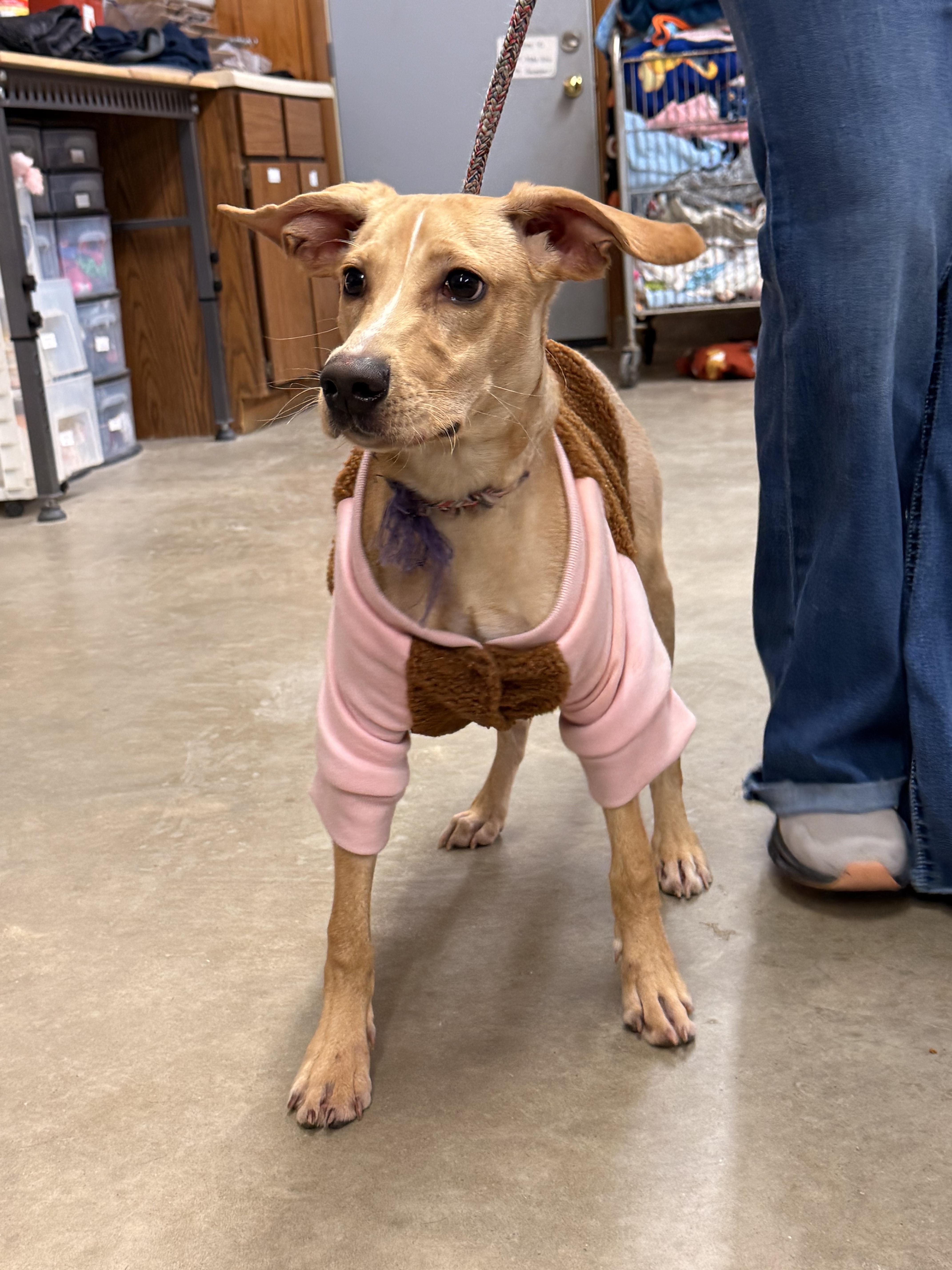 Hunt , a ADOPTABLE Hound in Fort Madison, IA image 4/5