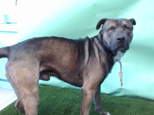 KANG, Adoptable, Young Male Akita & Mixed Breed.