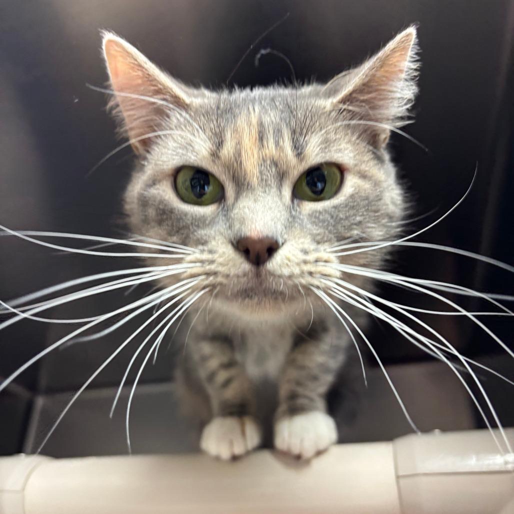 Enlarge Fran, a ADOPTABLE Domestic Short Hair in Chippewa Falls, WI image 1/1