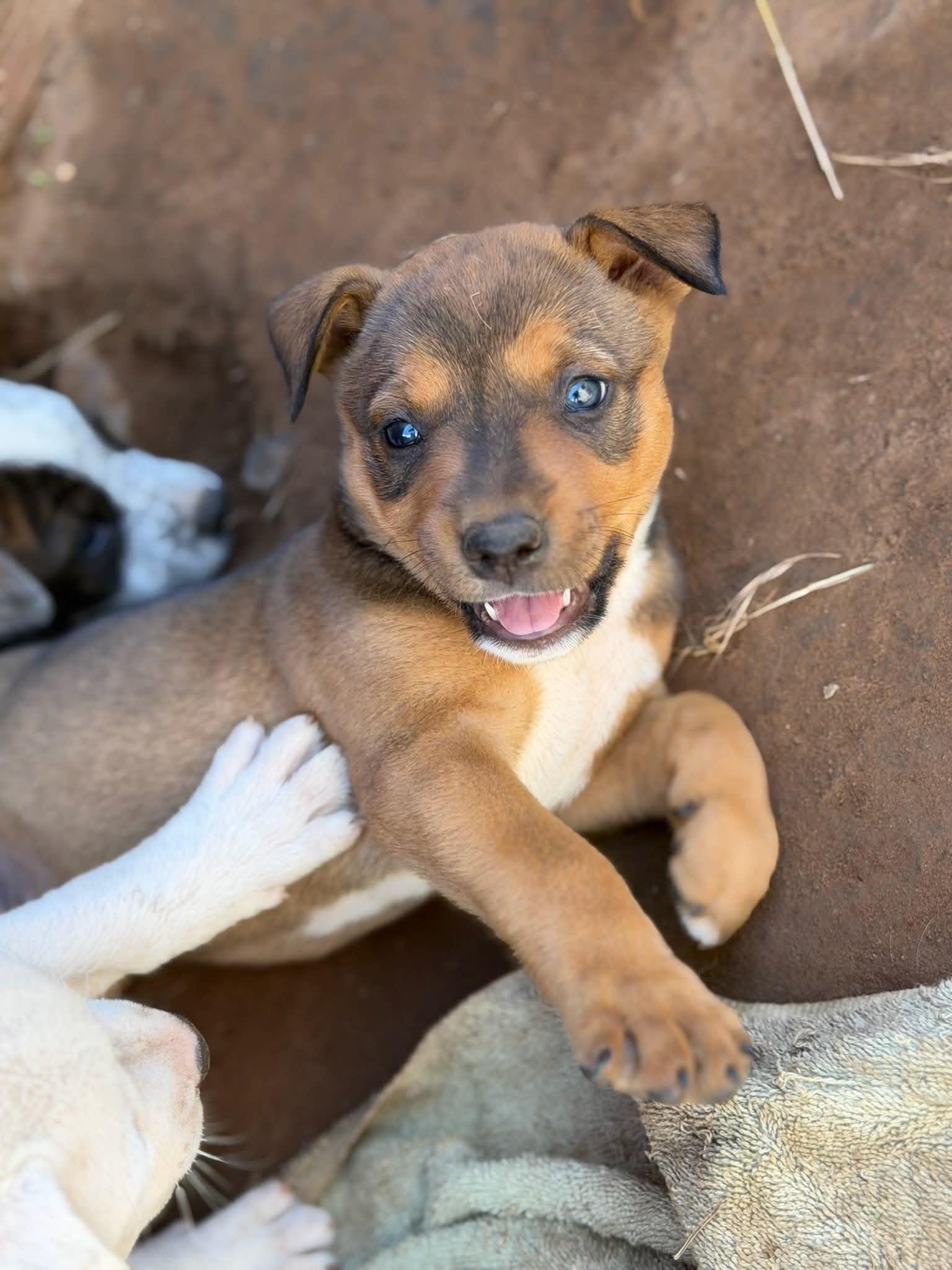 Enlarge Sweety, a Adoptable Cattle Dog in Piedmont, OK image 1/1