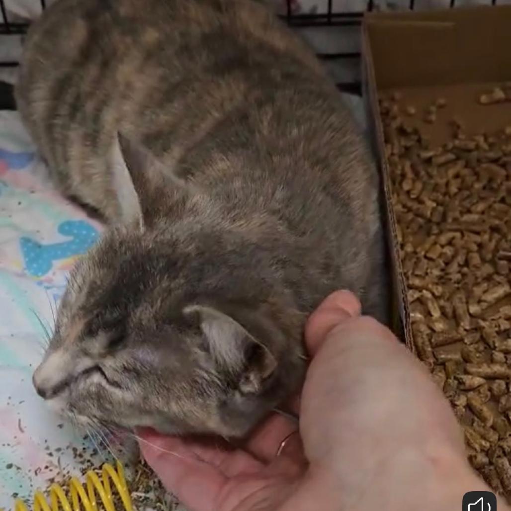 Enlarge Angry Angie, a Adoptable Domestic Short Hair in Branson, MO image 1/6