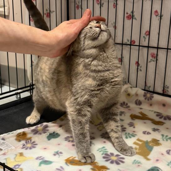 Angry Angie, a Adoptable Domestic Short Hair in Branson, MO image 1/6