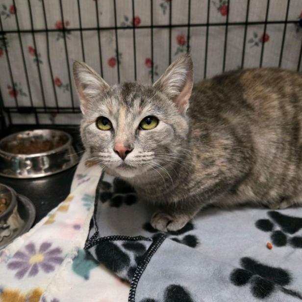 Enlarge Angry Angie, a Adoptable Domestic Short Hair in Branson, MO image 2/6