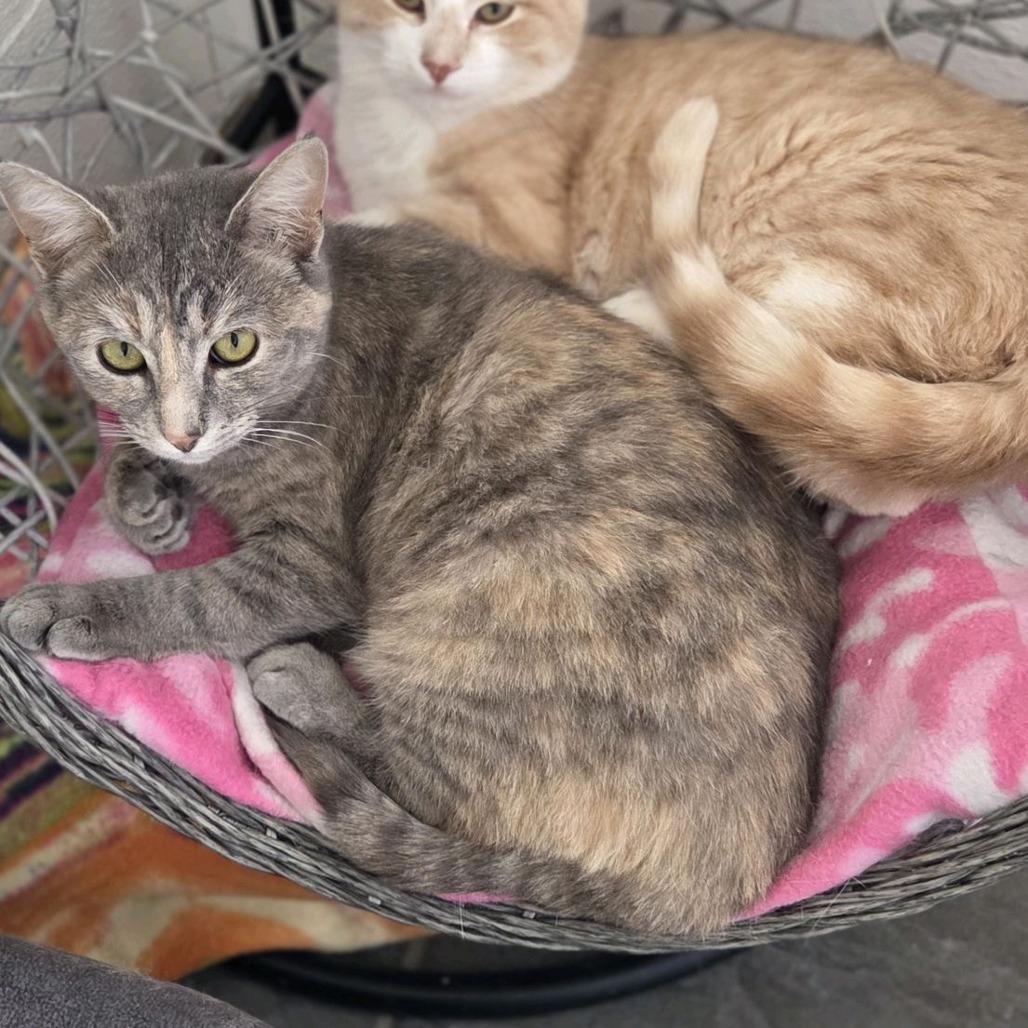 Enlarge Angry Angie, a Adoptable Domestic Short Hair in Branson, MO image 2/6