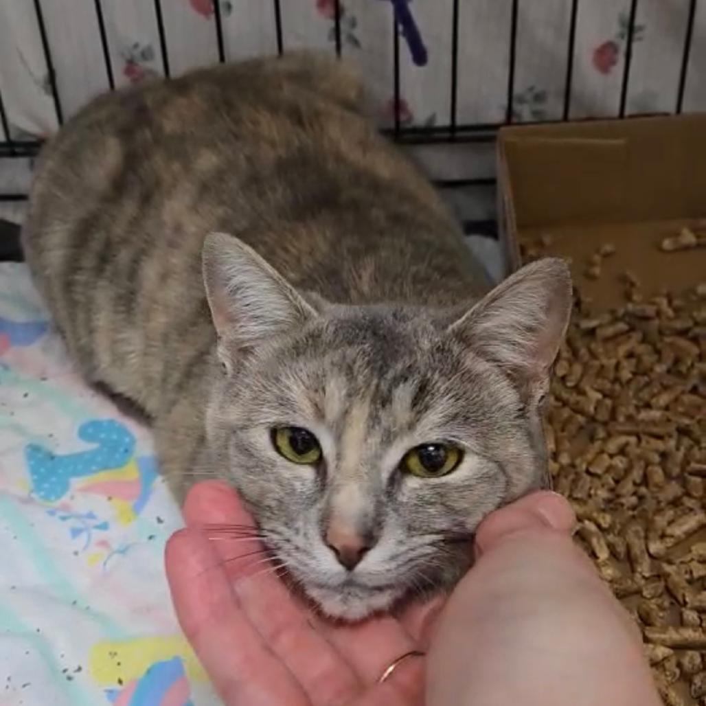 Enlarge Angry Angie, a Adoptable Domestic Short Hair in Branson, MO image 3/6