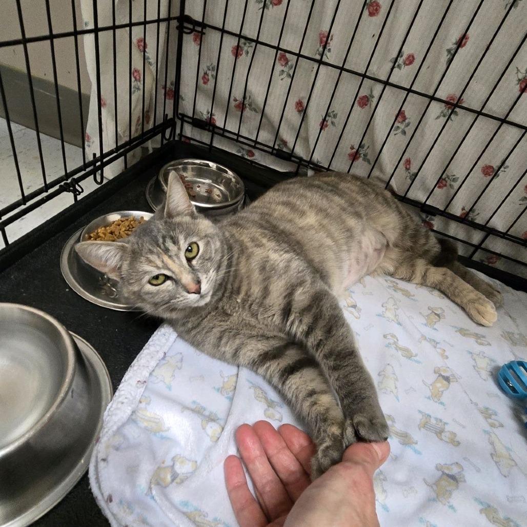 Enlarge Angry Angie, a Adoptable Domestic Short Hair in Branson, MO image 4/6