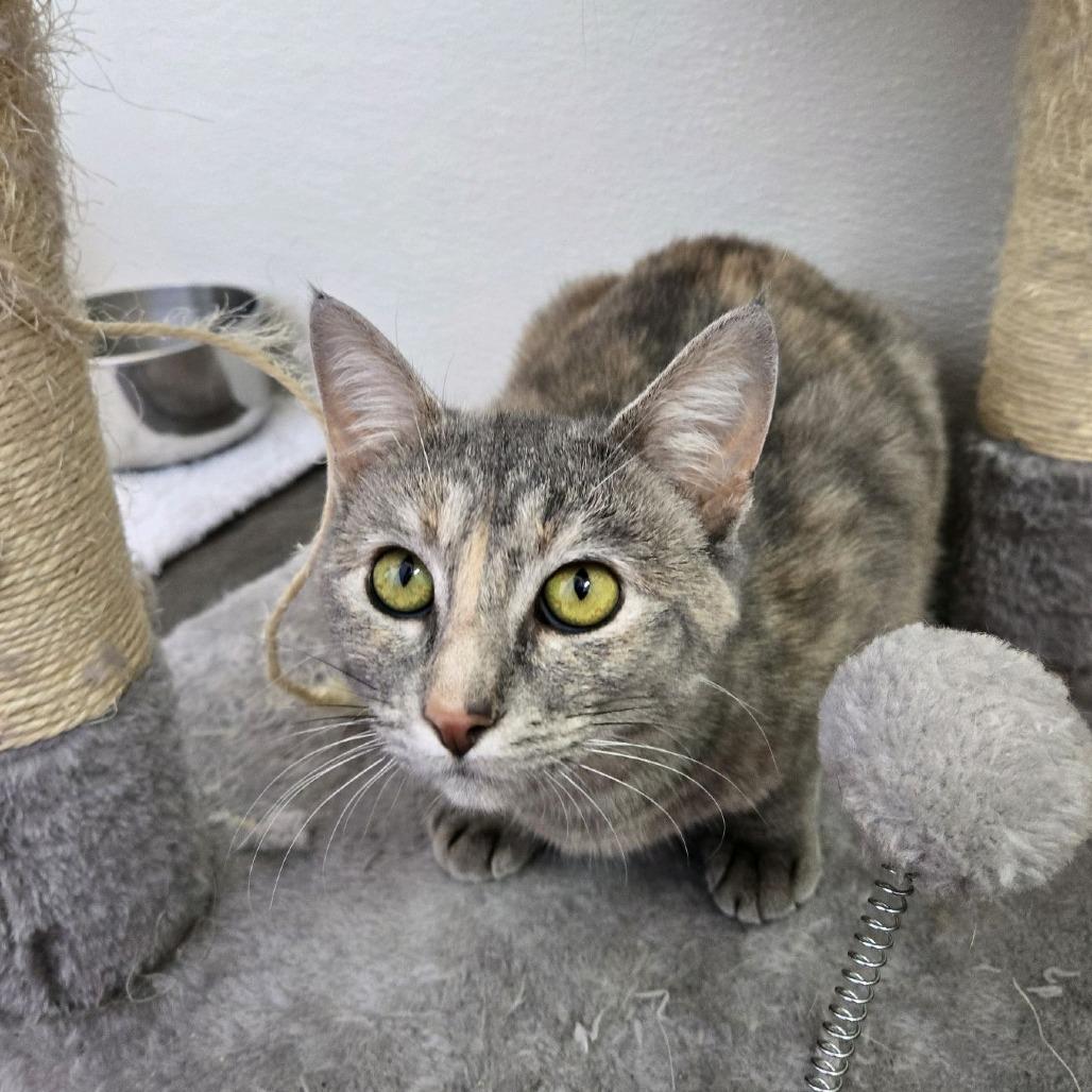 Angry Angie, a Adoptable Domestic Short Hair in Branson, MO image 4/6